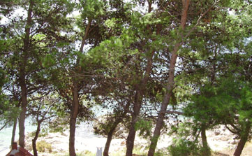 Apartment with terrace